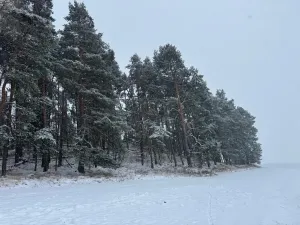 Prodej podílu lesa, Svéradice, 2590 m2