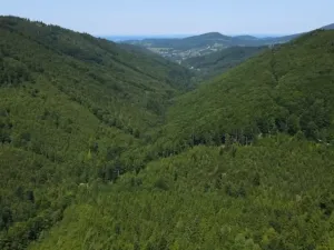 Prodej lesa, Nýdek, 207244 m2