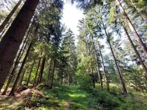 Prodej podílu lesa, Lidmaň, 9702 m2