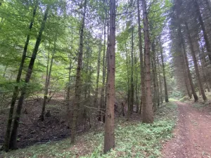 Prodej louky, Strážná, 2049 m2