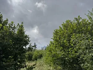 Prodej lesa, Bochovice, 13281 m2