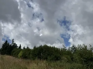 Prodej lesa, Bochovice, 13281 m2