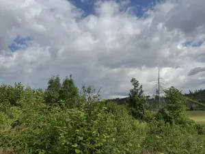 Prodej lesa, Bochovice, 13281 m2