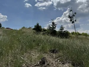 Prodej lesa, Chlum, 5098 m2