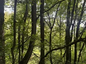 Prodej lesa, Kněžnice, 6851 m2