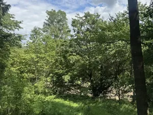 Prodej lesa, Kněžnice, 6851 m2