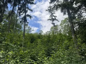 Prodej lesa, Kněžnice, 6851 m2