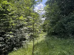 Prodej lesa, Kněžnice, 6851 m2