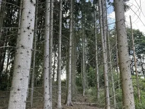 Prodej podílu lesa, Hromnice, 7956 m2
