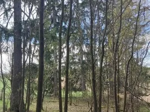 Prodej lesa, Žirovnice, 1258 m2