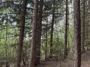 Prodej lesa, Kratušín, 6930 m2