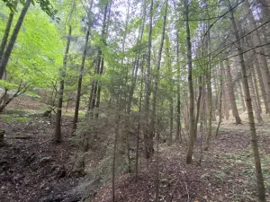 Prodej louky, Strážná, 2049 m2