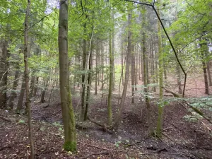 Prodej louky, Strážná, 2049 m2