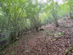 Prodej pozemku, Křečovice - Nahoruby, 3382 m2