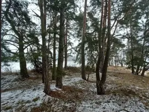 Prodej lesa, Buřenice, 2680 m2