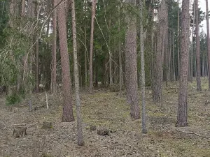 Prodej lesa, Častrov, 1295 m2