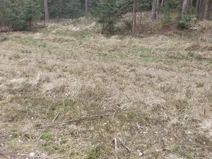 Prodej lesa, Častrov, 1295 m2