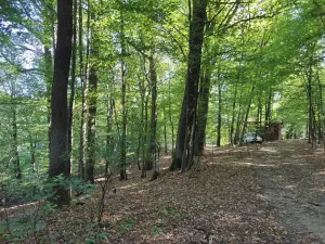 Prodej lesa, Petrov, 23078 m2