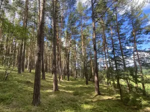 Prodej lesa, Pěčnov, 993 m2