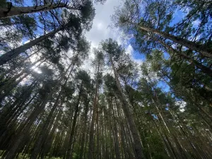Prodej lesa, Pěčnov, 993 m2