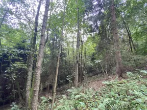 Prodej lesa, Strážná, 11485 m2