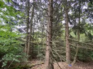 Prodej lesa, Strážná, 11485 m2