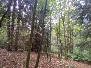 Prodej lesa, Strážná, 11485 m2