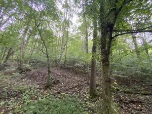 Prodej lesa, Strážná, 11485 m2