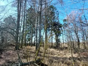Prodej lesa, Čáslavsko, 1359 m2