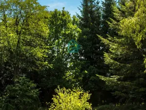 Prodej pozemku, Benešov nad Černou - Klení, 6805 m2