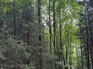 Prodej lesa, Jedlí, 10342 m2