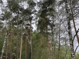 Prodej lesa, Kladruby nad Labem, 11916 m2