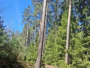 Prodej lesa, Strmilov, 2392 m2