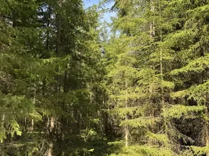 Prodej lesa, Novosedly nad Nežárkou, 67560 m2