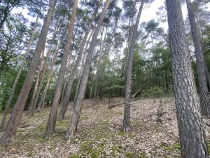 Prodej lesa, Ostřetín - Vysoká u Holic, 11957 m2