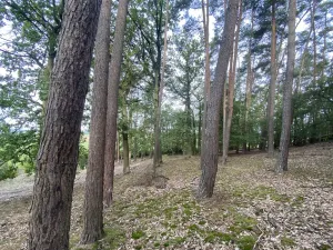 Prodej lesa, Ostřetín - Vysoká u Holic, 11957 m2