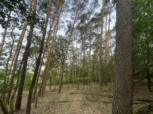 Prodej lesa, Ostřetín - Vysoká u Holic, 11957 m2