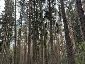 Prodej lesa, Velké Opatovice, 61114 m2