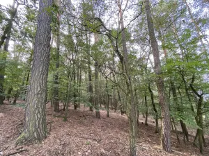 Prodej lesa, Ostřetín - Vysoká u Holic, 5528 m2