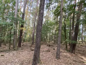 Prodej lesa, Ostřetín - Vysoká u Holic, 5528 m2