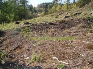 Prodej lesa, Pozděchov, 14279 m2