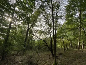 Prodej lesa, Ostřetín - Vysoká u Holic, 869 m2