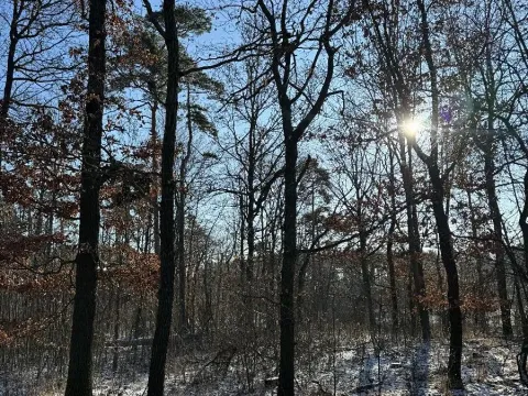 Prodej lesa, Sedlec, 1646 m2