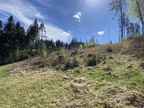 Prodej lesa, Liptál, 12261 m2