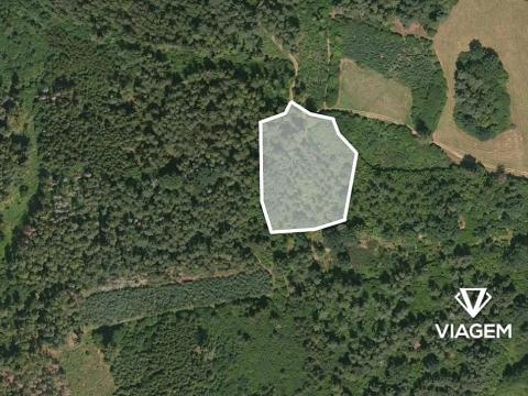 Prodej lesa, Pačejov, 4029 m2