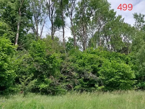 Prodej lesa, Častrov, 768 m2