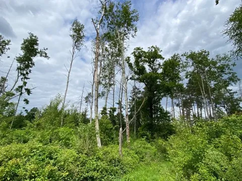 Dražba lesa, Blížejov, 4481 m2