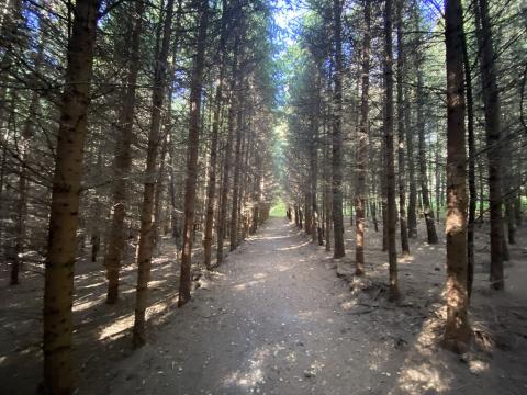 Prodej lesa, Lánov - Horní Lánov, 11269 m2