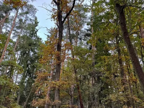 Prodej lesa, Chrášťany, 11900 m2