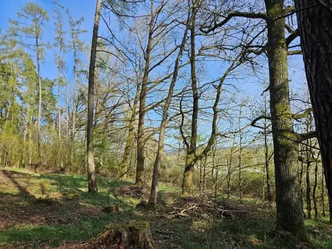 Prodej lesa, Neurazy, 727 m2